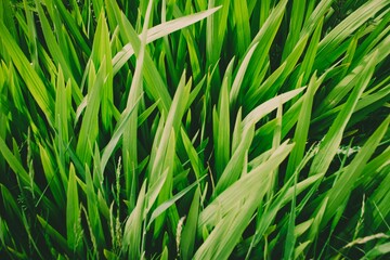 green grass background Scotland landscapes