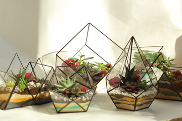 RUSSIA, Saint-Petersburg: 4.04.2021 - Florarium with succulent plants on white background. Small garden with miniature cactuse. Home indoor plants.