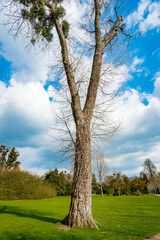 Obraz premium A Single Tree Standing Alone with Blue Sky and Grass.