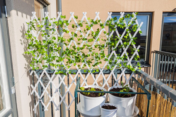 Fototapeta na wymiar Close up view of plants on balcony on sunny day. Sweden.