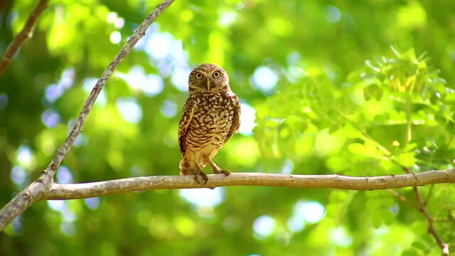 owl on a branch