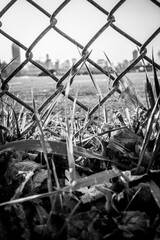 Fence with leaves