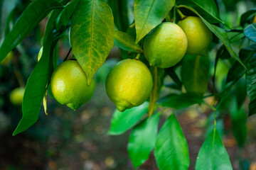 Fresh green lemon limes on tree in organic garden - obrazy, fototapety, plakaty
