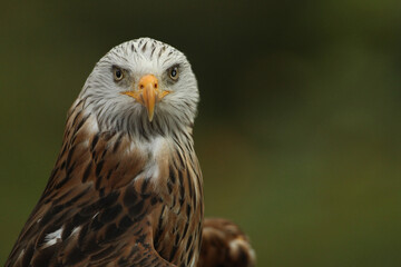 Yellow beal, Eye of raptor, wild birds, nature reserve