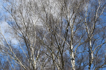 Birch branches in the clear azure sky, beautiful background