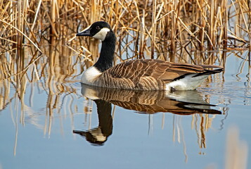 Canada Goose