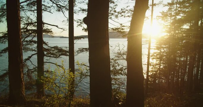 Pacific Coastal Forest with a view of Puget Sound near Seattle Washington