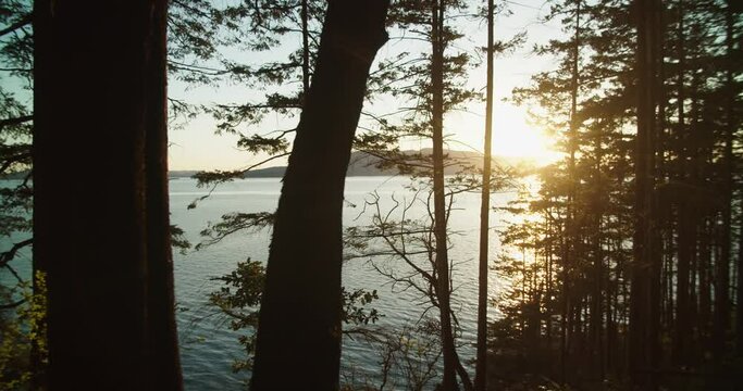 Pacific Coastal Forest with a view of Puget Sound near Seattle Washington