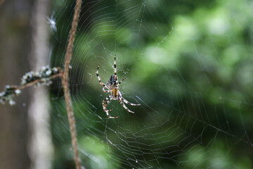 A spider in a web in the forest