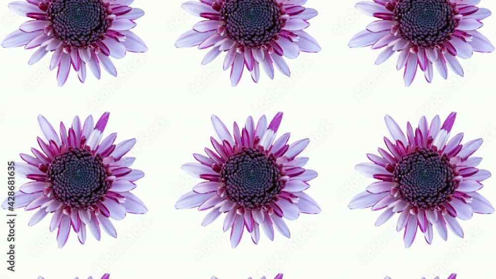 Poster pink chrysanthemum animated pattern on a white background. simple floral seamless loop concept anima