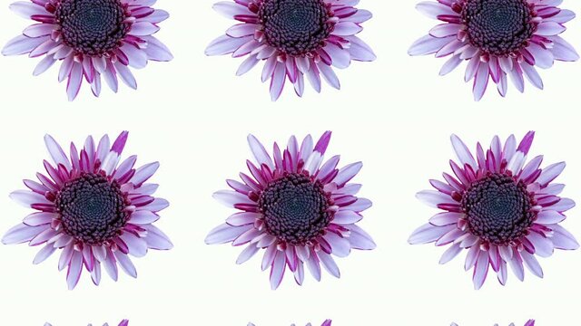 Pink chrysanthemum animated pattern on a white background. Simple floral seamless loop concept animation