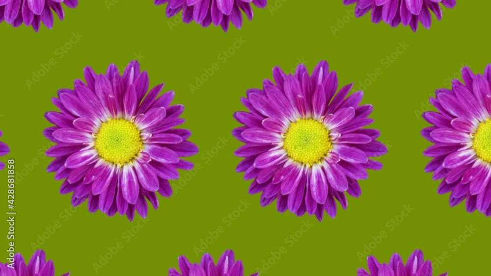 Poster purple chrysanthemum animated pattern on a green background. simple floral seamless loop concept ani