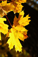 colorful autumn leaves in nature, yellow acer in portrait mode