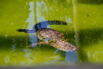Yellow-bellied caiman in a lake.