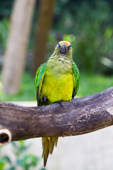 campeiro parrot on a branch outdoors.