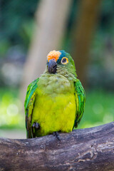 campeiro parrot on a branch outdoors.
