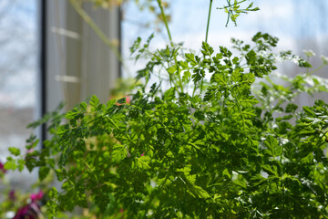 Fototapeta na wymiar Green chervil leaves. Small garden on the balcony with spicy plants