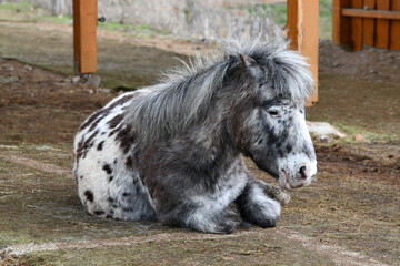 kleines Pferd 