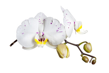 Beautiful sprig of white and purple phalaenopsis orchid flower isolated on a white background.