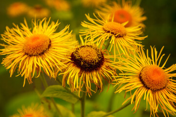 Flowers in the summer garden