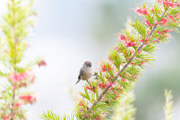 Bird in the Garden