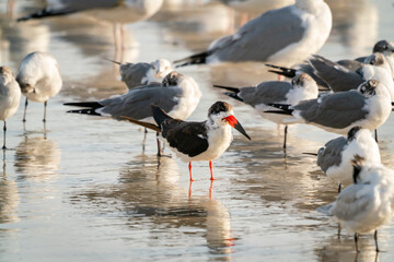 Black Skimmer feeding on mollusks in early morning surf at Daytona Beach Florida.
