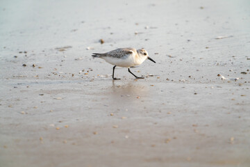 Sanderling looking for mollusks in surf at early morning light at Daytona Beach Florida.