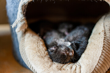 Baby Newborn Kittens Found Inside an Abandoned Farmhouse