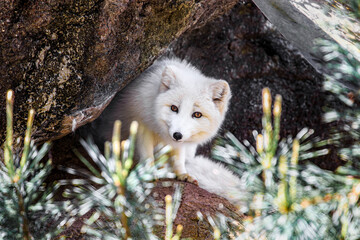 Arctic Fox
