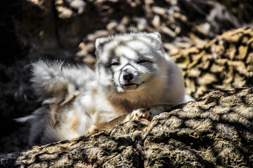 Arctic Fox