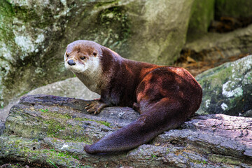 Fototapeta premium Otter on mossy log