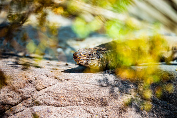 Desert Lizard