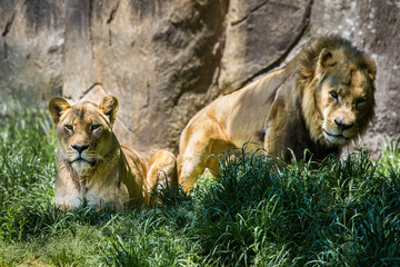 lions in the grass