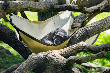 chimpanzee in hammock