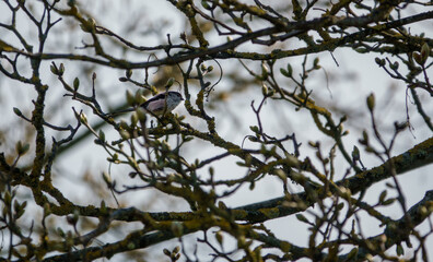 long-tailed tit sits amongst spring branches in a sycamore tree