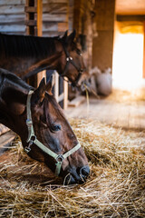 On the farm in the summer evening in the stable, the horses eat hay after riding lessons with an instructor