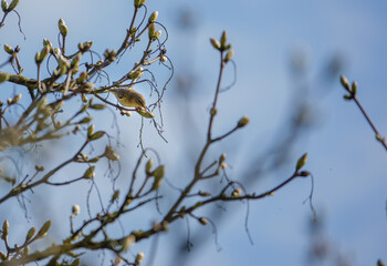 Yellow-browed Warbler (Phylloscopus inornatus) adult on a sycamore tree in April