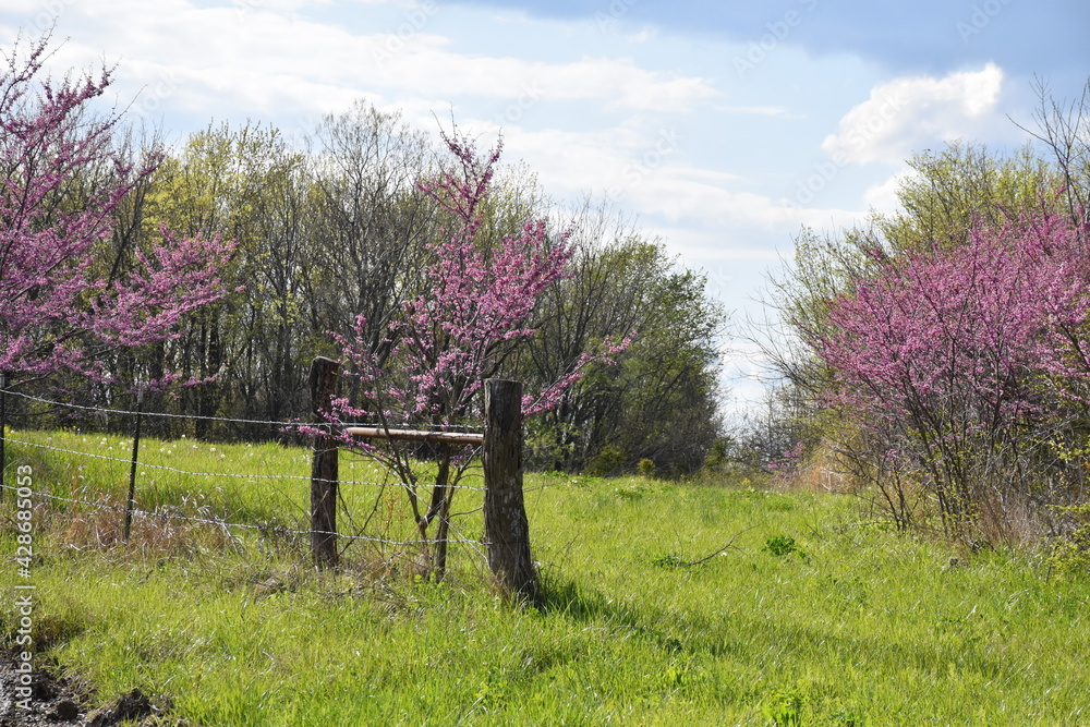 Poster peaceful meadow