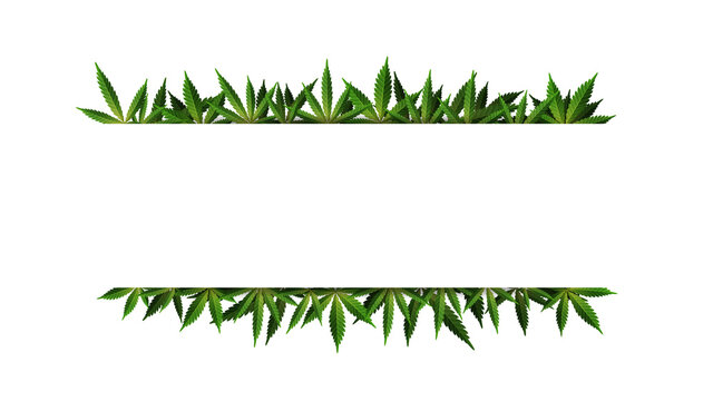 A rectangular frame of hemp leaves around a white empty space. Cannabis Leaf Frame Template for the Cannabis Industry