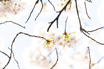 Cherry Blossoms