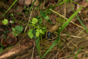 slug on the grass