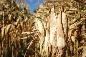 dry cornfields that are ready to be harvested