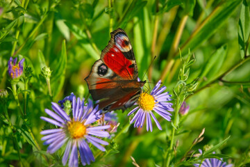 A beautiful Peacock Butterfly, Aglais io, nectaring on a Wild aster flower.