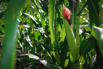 young corn trees that are only 40 days old
