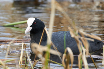 Bird - Eurasian coot