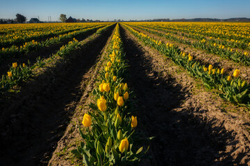 Rows of Bright Yellow Tulips in the Skagit Valley.  Beautiful spring morning in the agricultural area of northwest Washington state. Home to the Skagit Valley Tulip Festival.