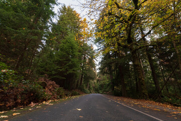 Obraz premium road in the woods