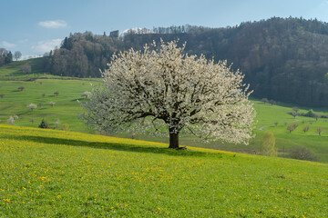 Blooming cherry tree in early spring on meadow on a background of blue sky. Bright spring day