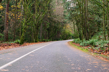Fototapeta premium road in the woods