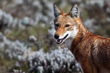 Loup d&rsquo;Abyssinie - Abyssinian Wolf